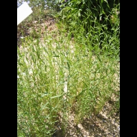 Lin - Linum Usitatissimum (fam Linacees) (10)